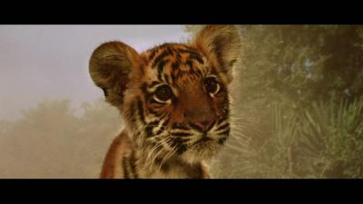 虎兄虎弟剧照的剧照