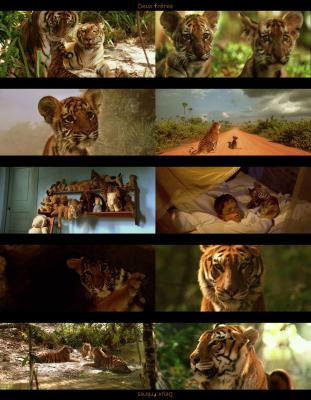 虎兄虎弟剧照的剧照