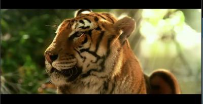 虎兄虎弟剧照的剧照