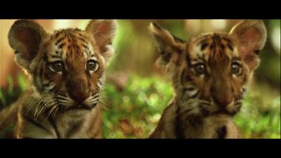 虎兄虎弟剧照的剧照