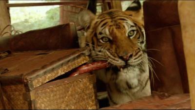 虎兄虎弟剧照的剧照