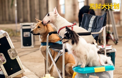 监狱犬计划剧照的剧照