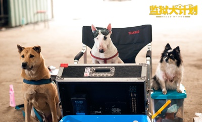 监狱犬计划剧照的剧照