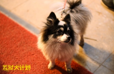 监狱犬计划剧照的剧照