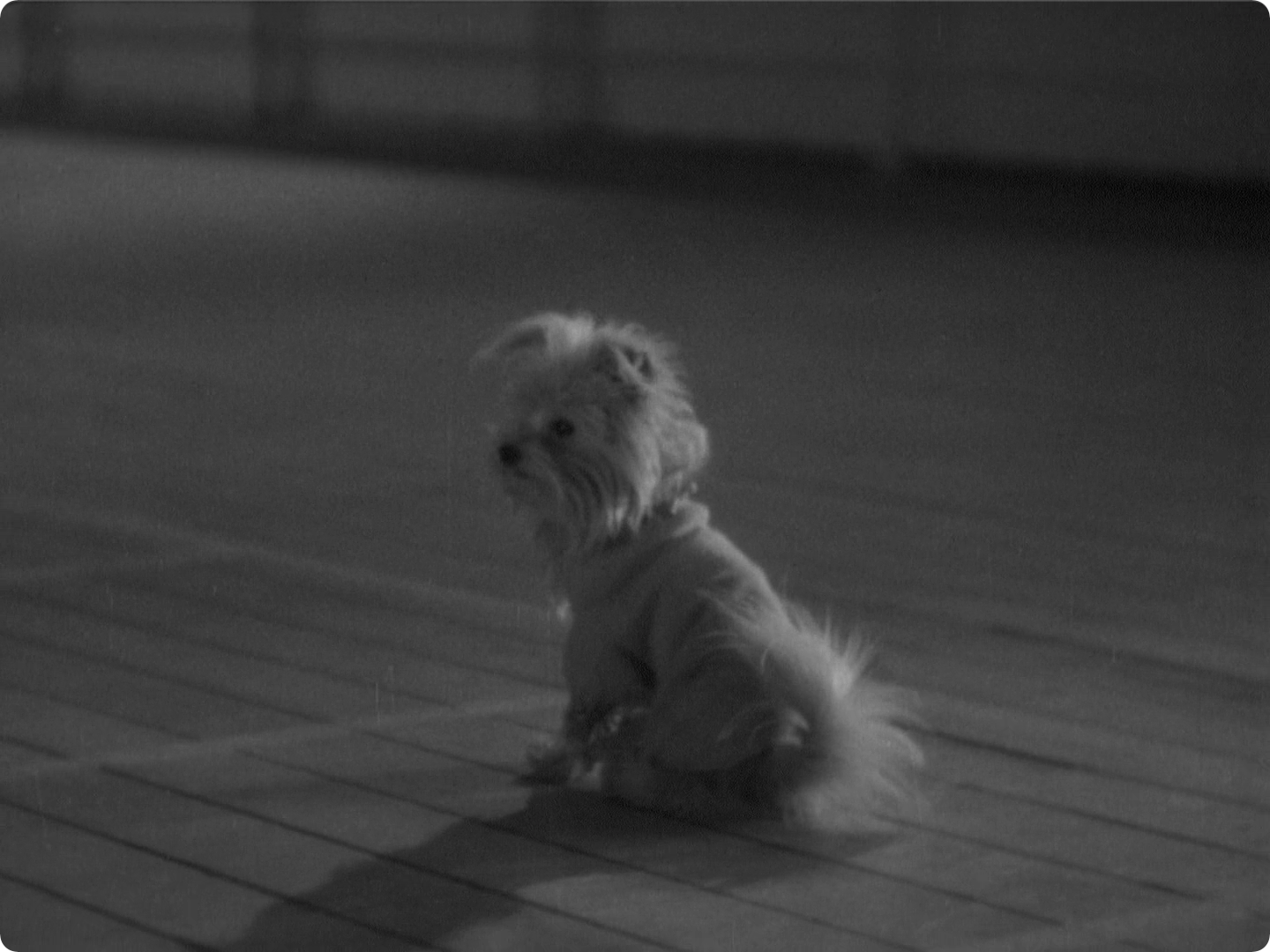 随我婆娑剧照的剧照