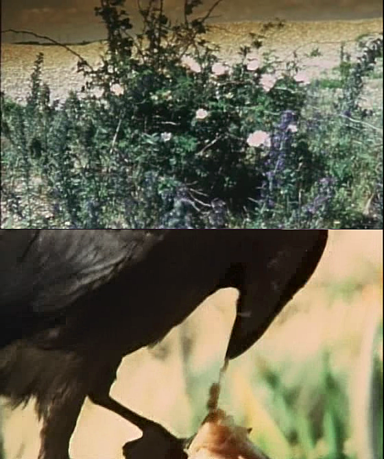 花园剧照的剧照