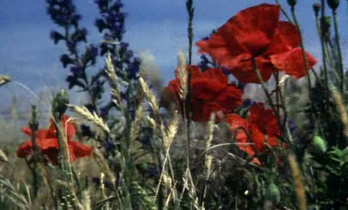 花园剧照的剧照