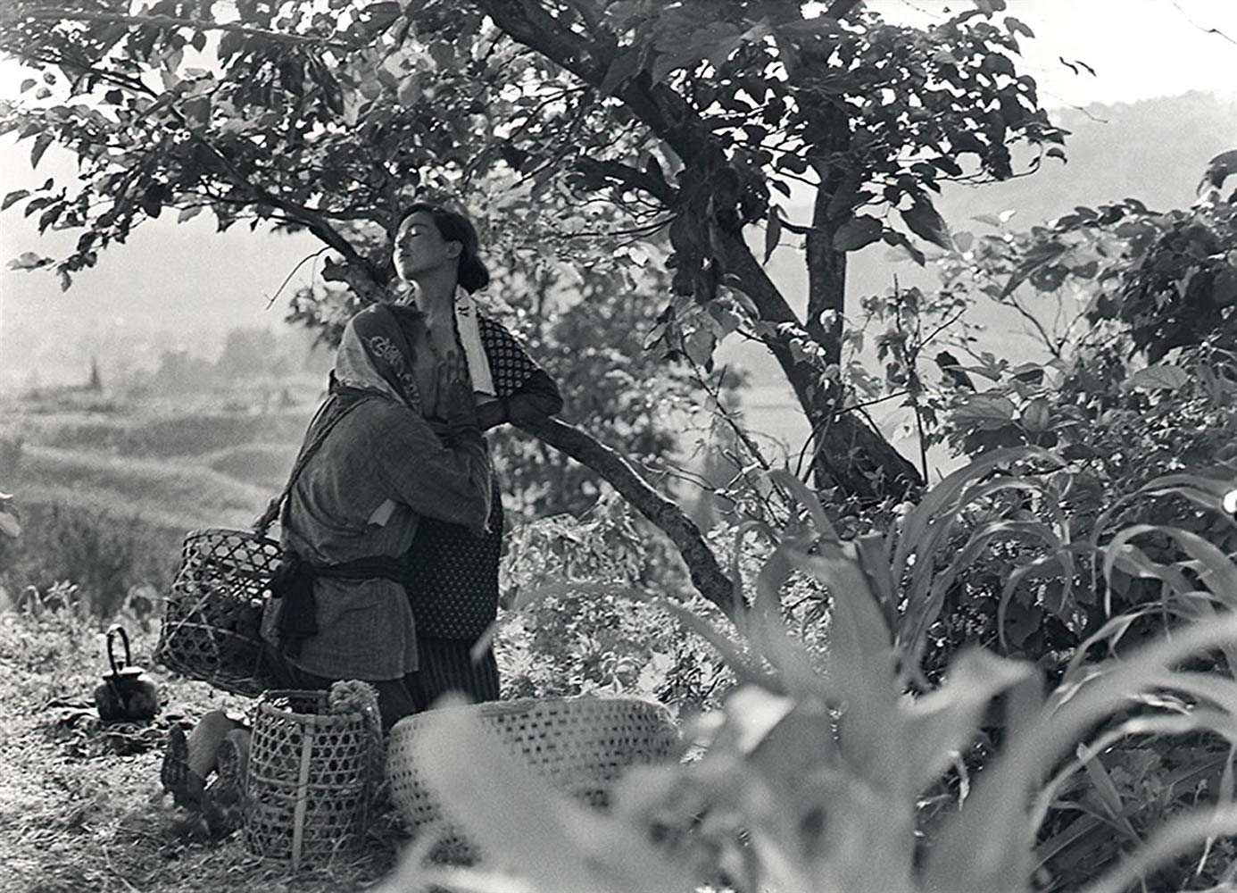 日本昆虫记剧照的剧照