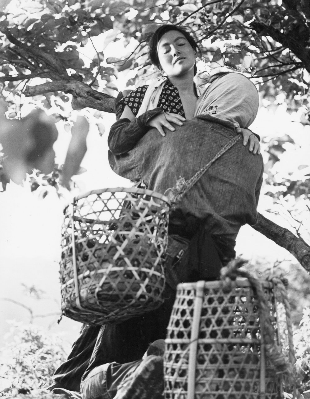 日本昆虫记剧照的剧照