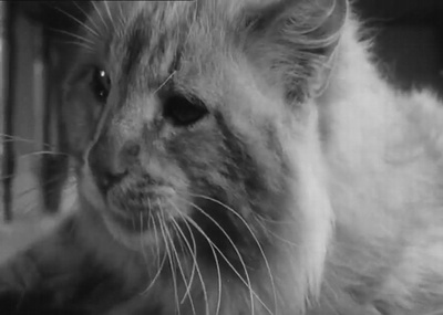 不可思议的收缩人剧照的剧照