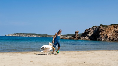 男孩与鹈鹕剧照的剧照