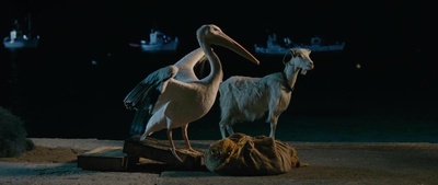 男孩与鹈鹕剧照的剧照