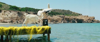 男孩与鹈鹕剧照的剧照