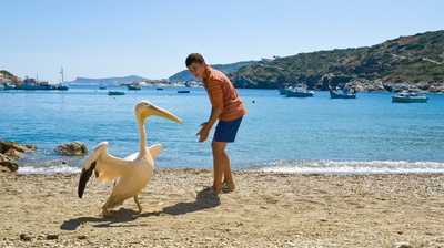 男孩与鹈鹕剧照的剧照