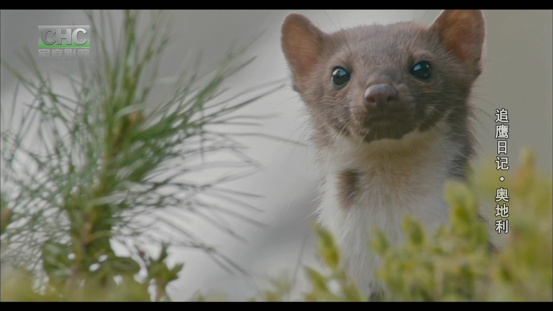 鹰之路剧照的剧照
