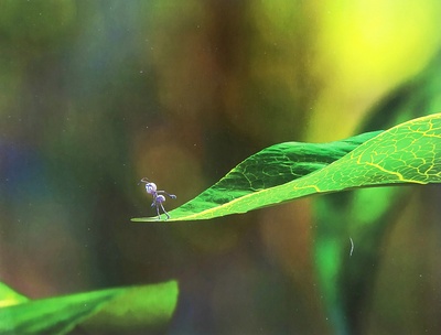虫虫危机剧照的剧照
