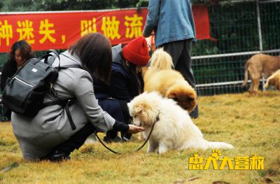 忠犬大营救剧照的剧照