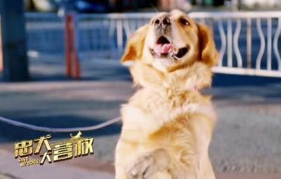 忠犬大营救剧照的剧照