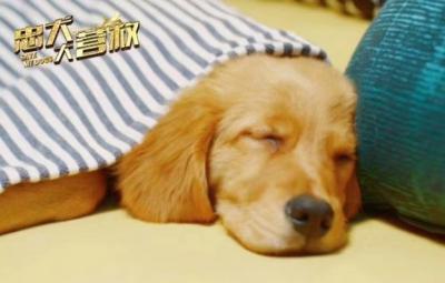 忠犬大营救剧照的剧照