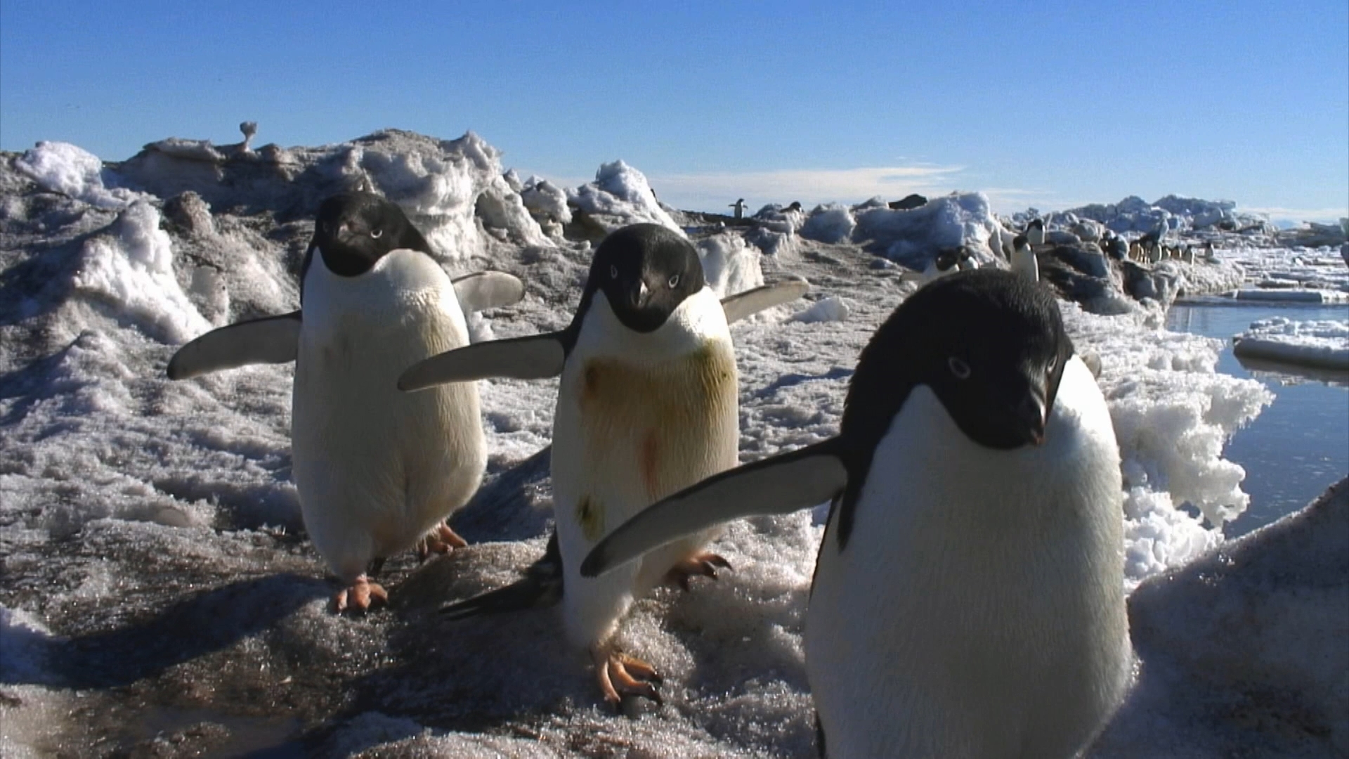 南极洲：冰上的一年剧照的剧照