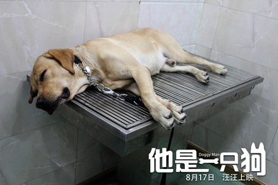 他是一只狗剧照的剧照