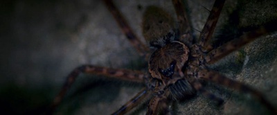 丛林剧照的剧照