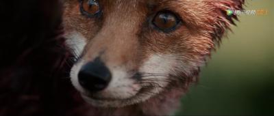 狐狸与我剧照的剧照