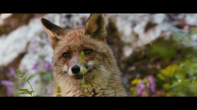 狐狸与我剧照的剧照