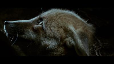 狐狸与我剧照的剧照