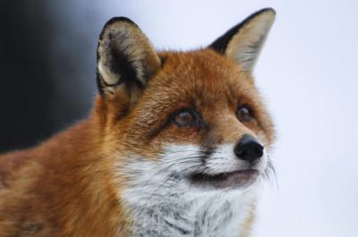 狐狸与我剧照的剧照