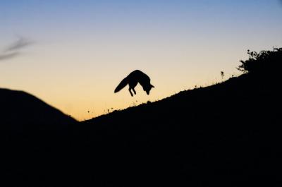 狐狸与我剧照的剧照