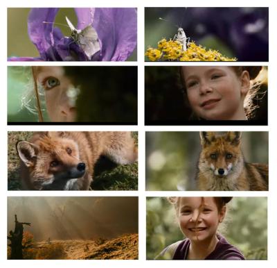 狐狸与我剧照的剧照