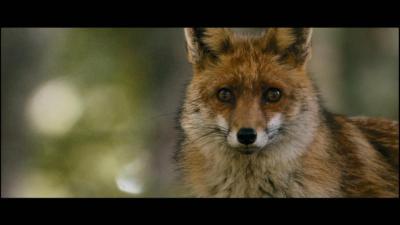 狐狸与我剧照的剧照