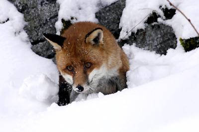 狐狸与我剧照的剧照