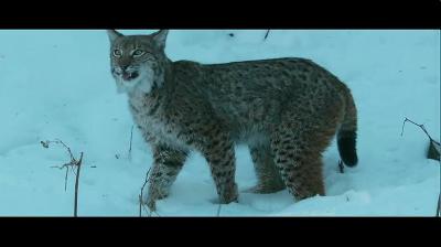 狐狸与我剧照的剧照