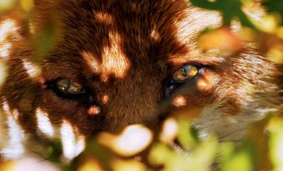 狐狸与我剧照的剧照