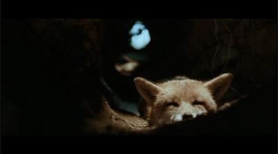 狐狸与我剧照的剧照