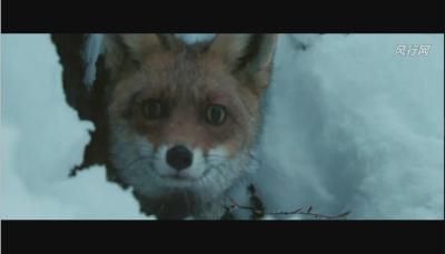 狐狸与我剧照的剧照