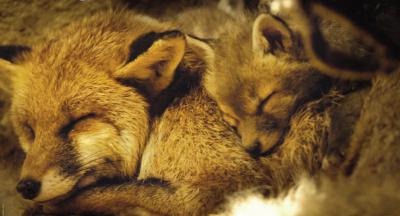 狐狸与我剧照的剧照