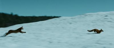 狐狸与我剧照的剧照