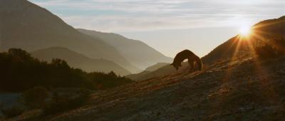 狐狸与我剧照的剧照