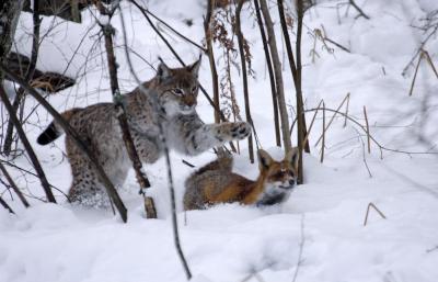 狐狸与我剧照的剧照