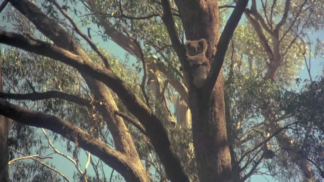 悬崖上的野餐剧照的剧照