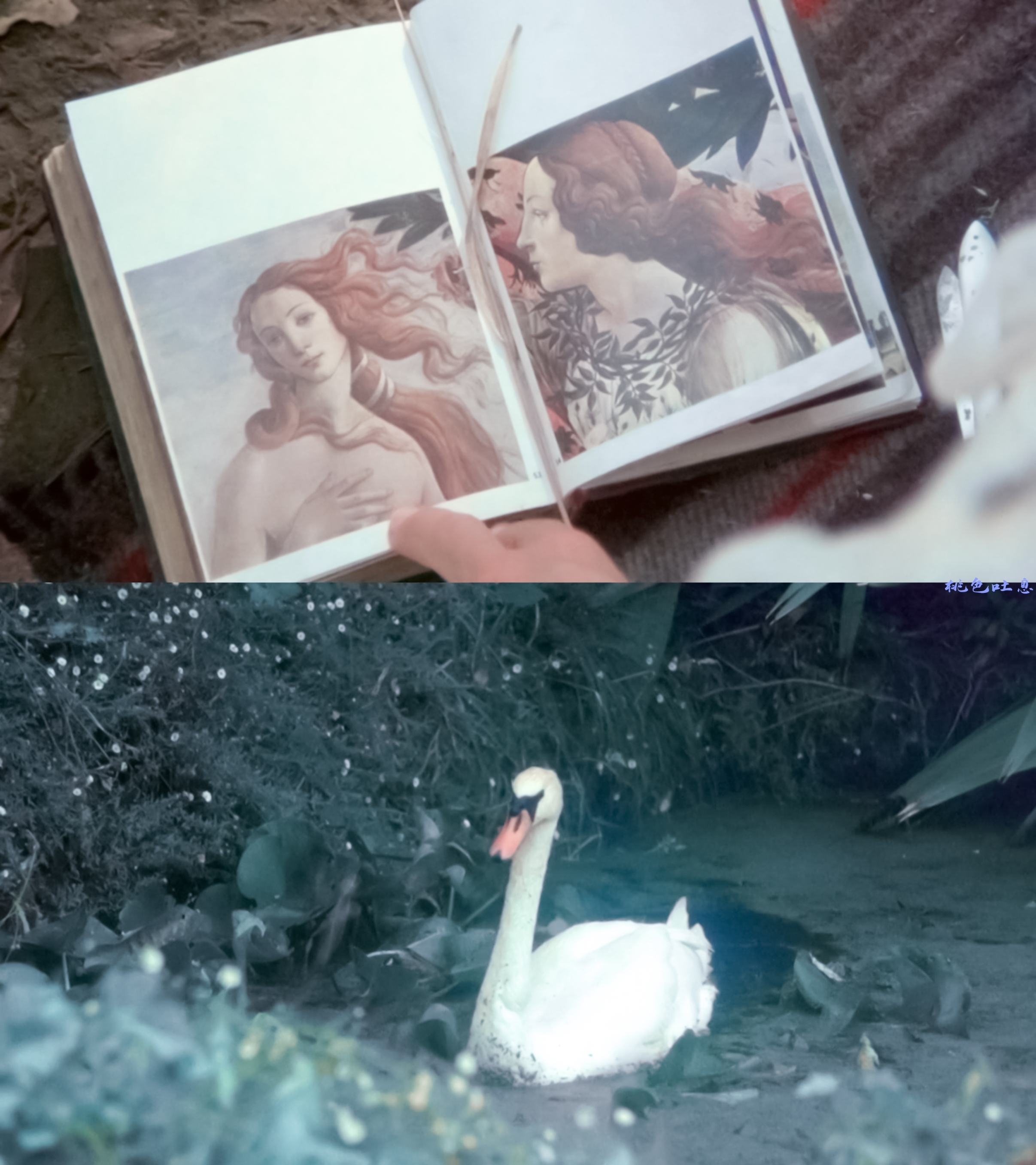 悬崖上的野餐剧照的剧照