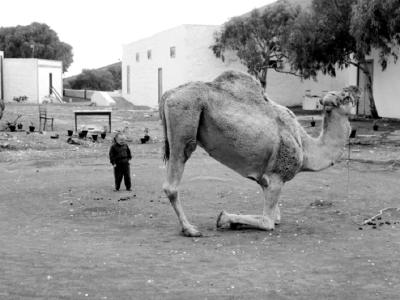 侏儒流氓剧照的剧照