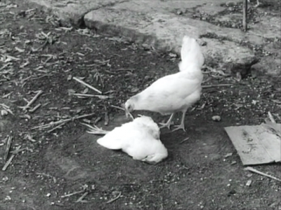 侏儒流氓剧照的剧照