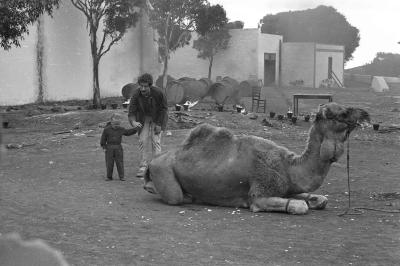 侏儒流氓剧照的剧照