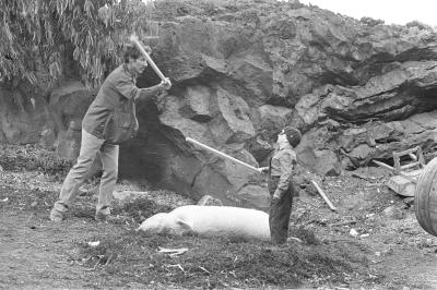 侏儒流氓剧照的剧照