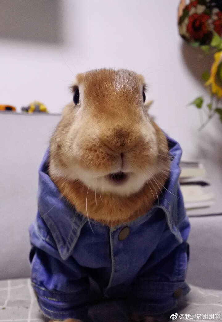 比得兔剧照的剧照