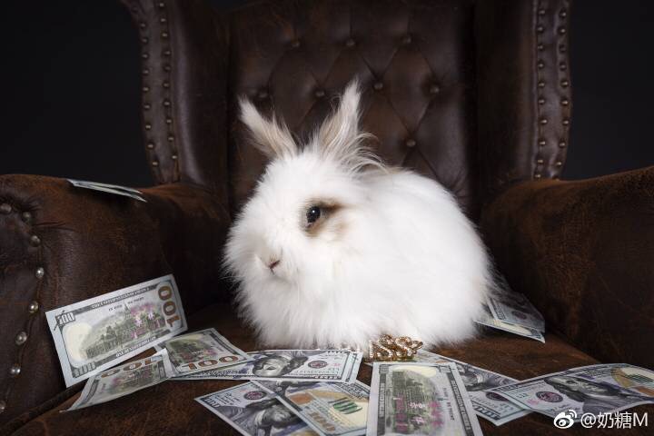 比得兔剧照的剧照